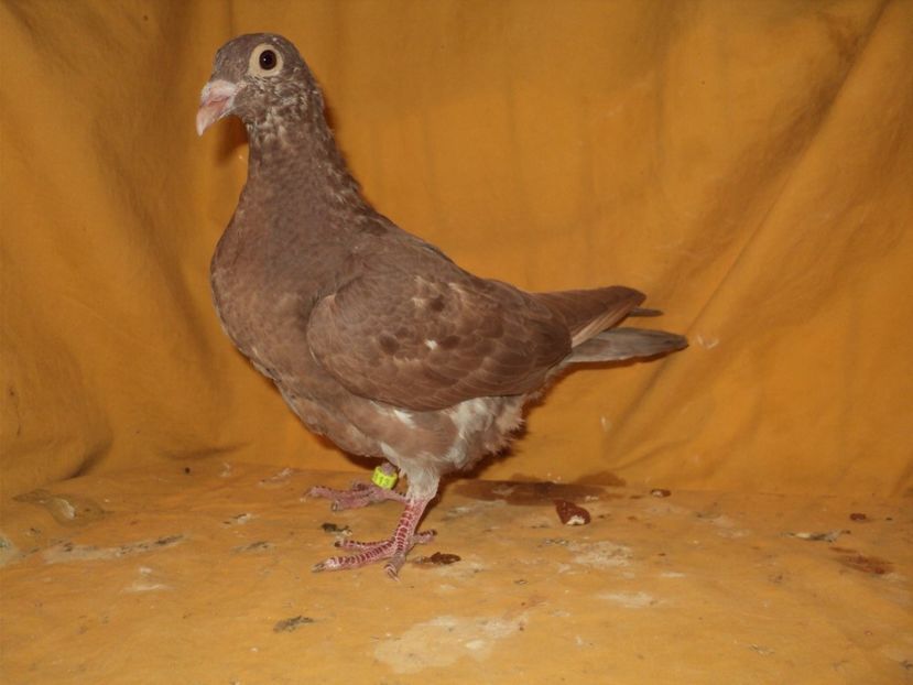 Posibil femela 2017 - VOIAJORI MATCA 2018