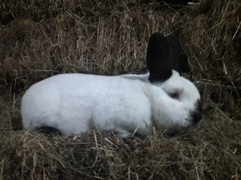 Slovacu - A-IEPURI CALIFORNIENI