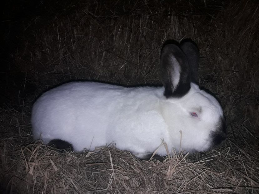 Slovacu - A-IEPURI CALIFORNIENI