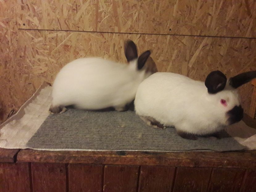  - b Tineret californian