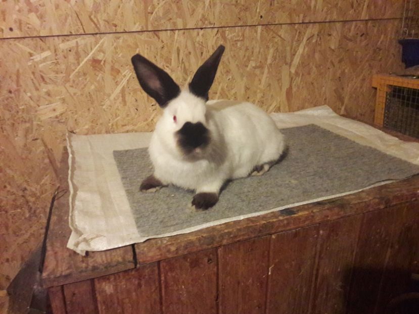  - b Tineret californian