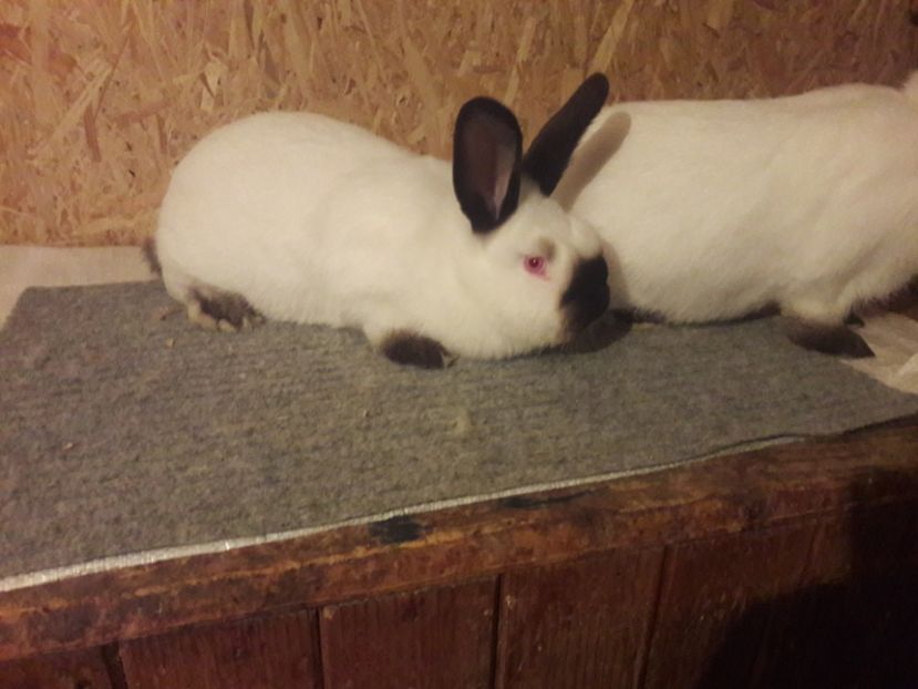  - b Tineret californian