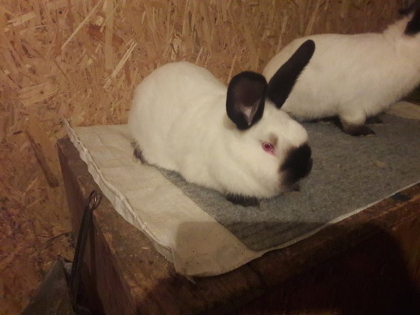  - b Tineret californian