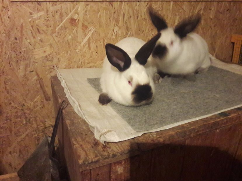  - b Tineret californian