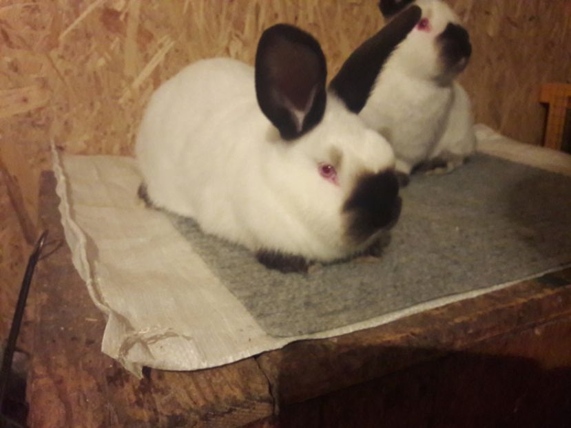 2,3 luni 2,8 respectiv 3 kg - b Tineret californian