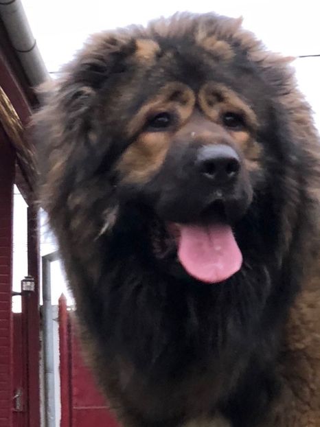 IMG-20180110-WA0001 - Caucazian