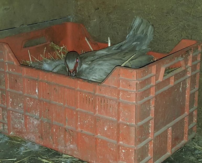 din nou - 0001 rate lesesti matca 2018