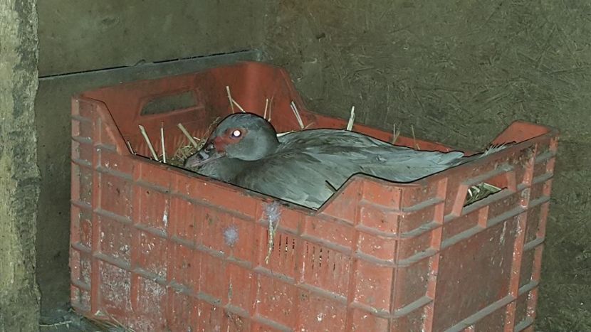 la datorie - 0001 rate lesesti matca 2018