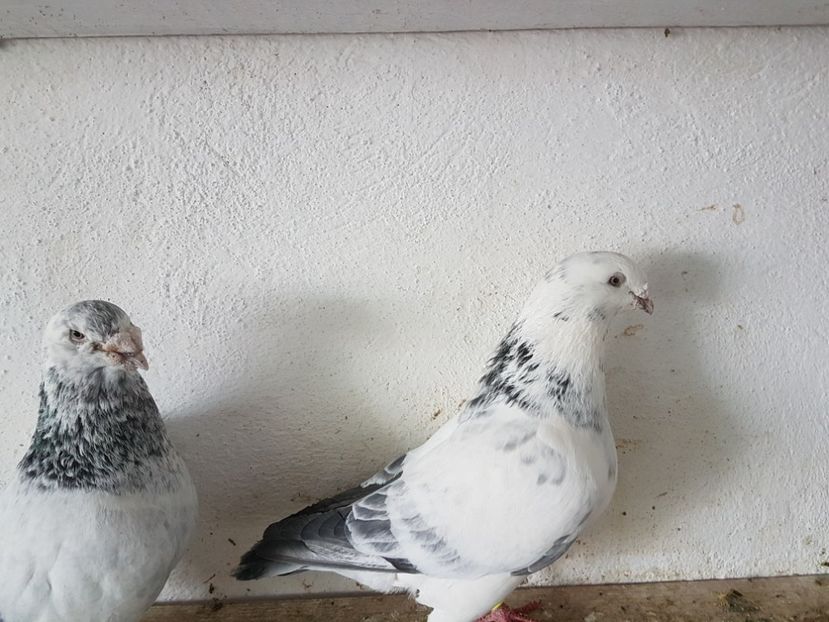  - 0 - 17 ian 2018 - Femele pentru matca