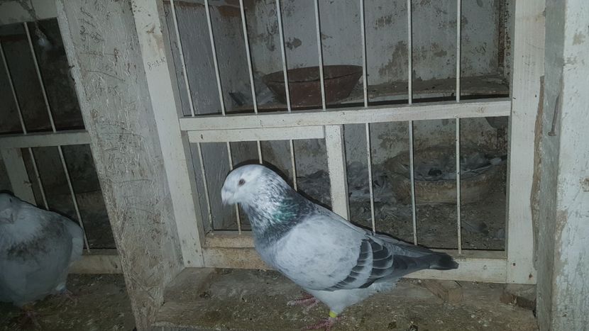  - 0 - 17 ian 2018 - Femele pentru matca