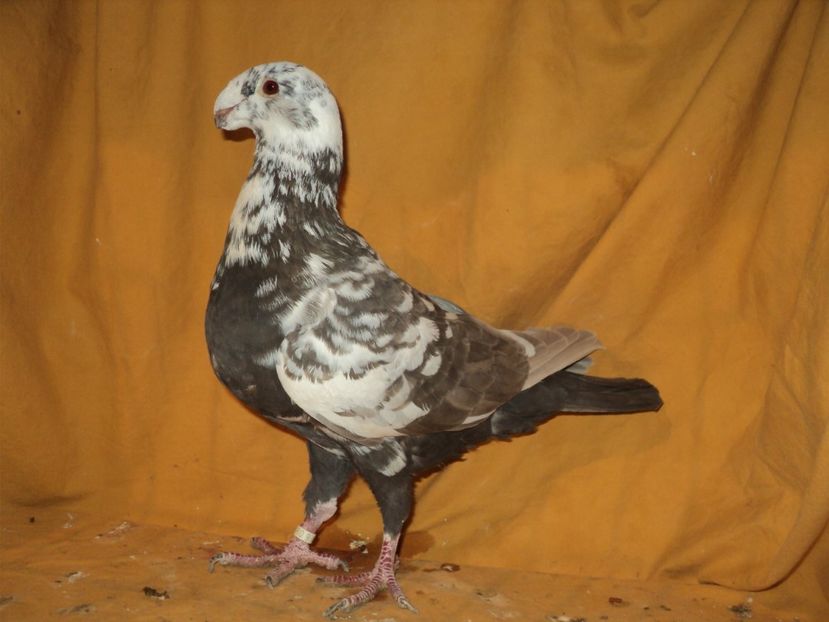  - MATCA FEMELE GERMANI 2018