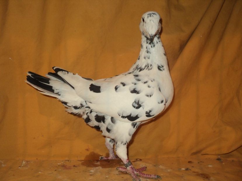 femela 2014 - MATCA FEMELE GERMANI 2018