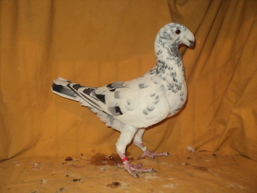  - MATCA FEMELE GERMANI 2018