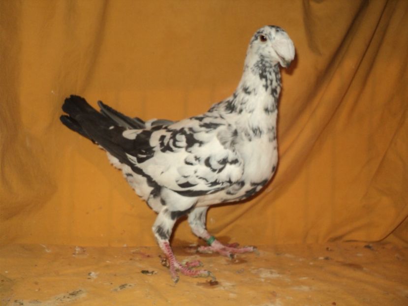 femela 2013 - MATCA FEMELE GERMANI 2018