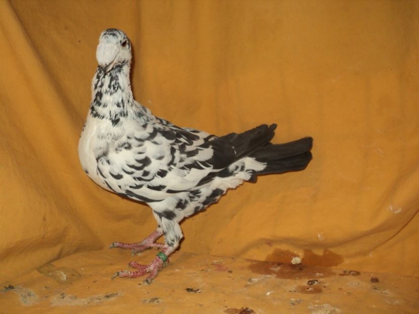  - MATCA FEMELE GERMANI 2018