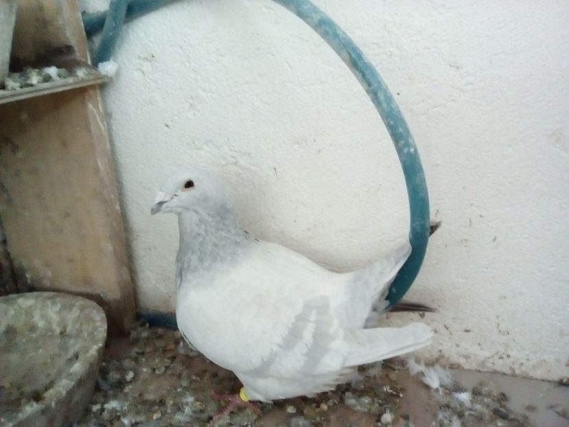  - 0 - 17 ian 2018 - Femele pentru matca