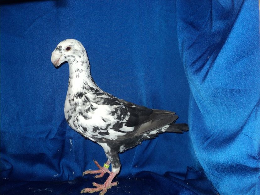 mascul 2017 - MATCA MASCULI GERMANI 2018