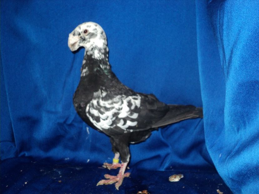 mascul 2011 - MATCA MASCULI GERMANI 2018