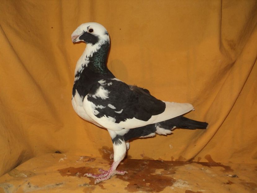  - MATCA FEMELE GERMANI 2018