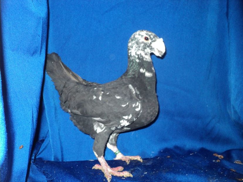  - MATCA MASCULI GERMANI 2018