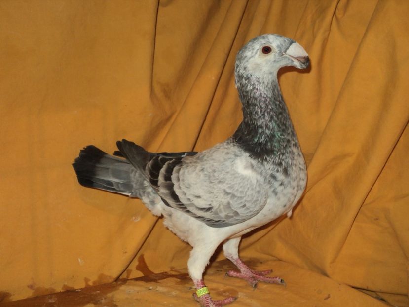  - MATCA FEMELE GERMANI 2018