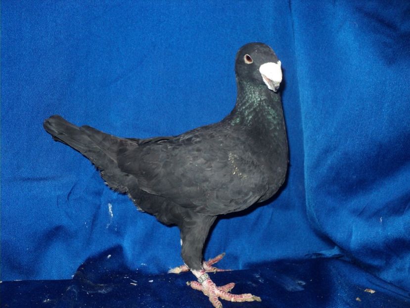  - MATCA MASCULI GERMANI 2018