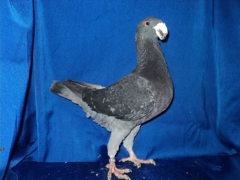 mascul 2014 - MATCA MASCULI GERMANI 2018