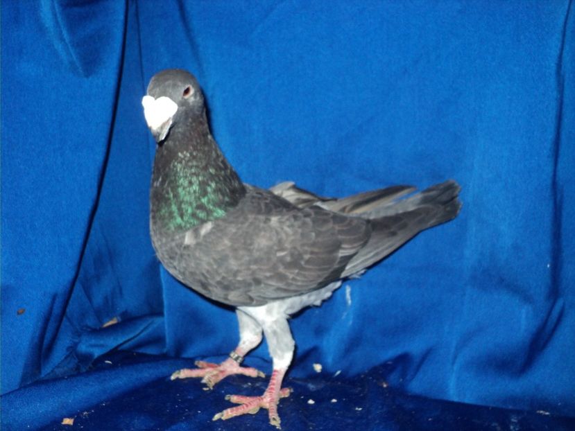 mascul 2016 - MATCA MASCULI GERMANI 2018