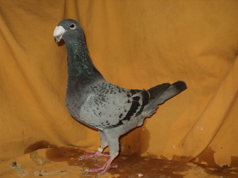 femela 2015 - MATCA FEMELE GERMANI 2018