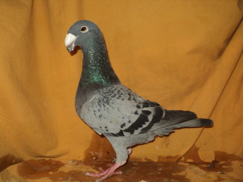  - MATCA FEMELE GERMANI 2018