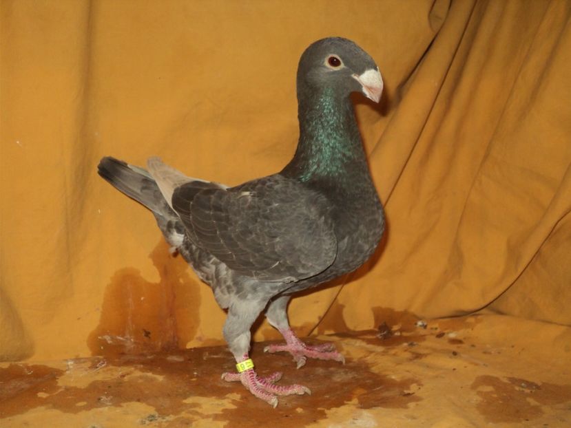 femela 2017 - VOIAJORI GERMANI