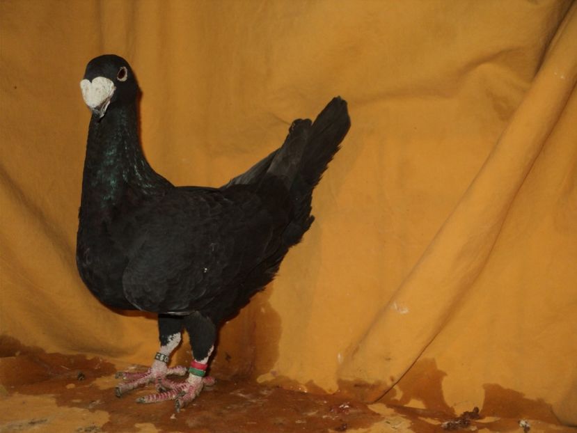 femela 2014 - MATCA FEMELE GERMANI 2018