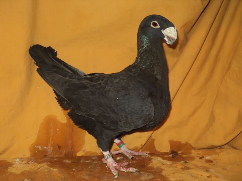  - MATCA FEMELE GERMANI 2018