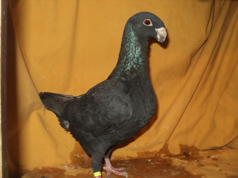 femela 2017 - MATCA FEMELE GERMANI 2018