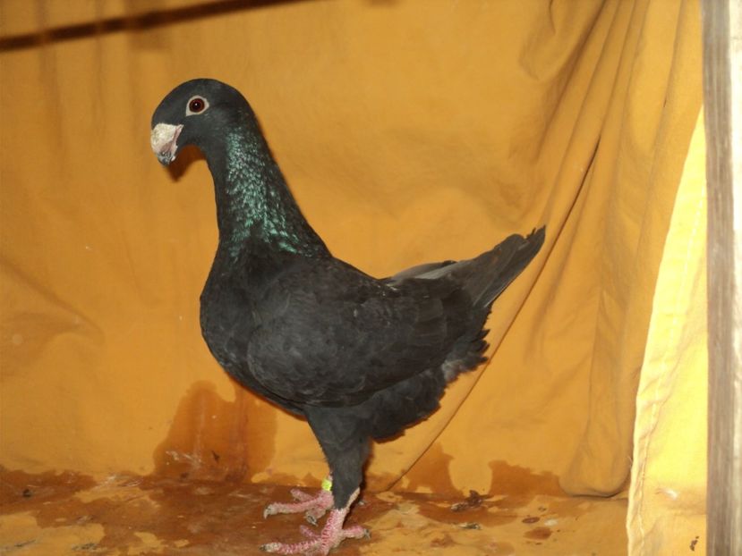  - MATCA FEMELE GERMANI 2018