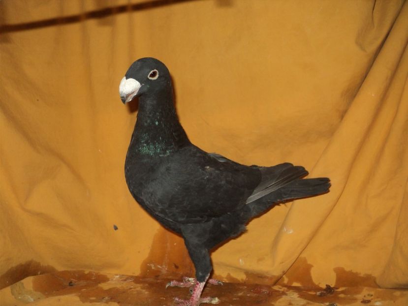 femela 2017 - MATCA FEMELE GERMANI 2018