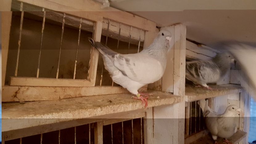  - 0- 16 ian 2018 Masculi voiajori standard pentru matca