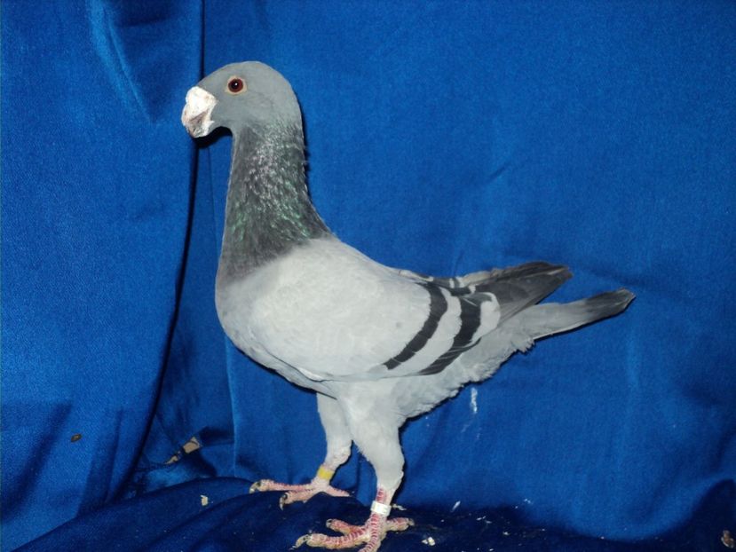  - MATCA MASCULI GERMANI 2018