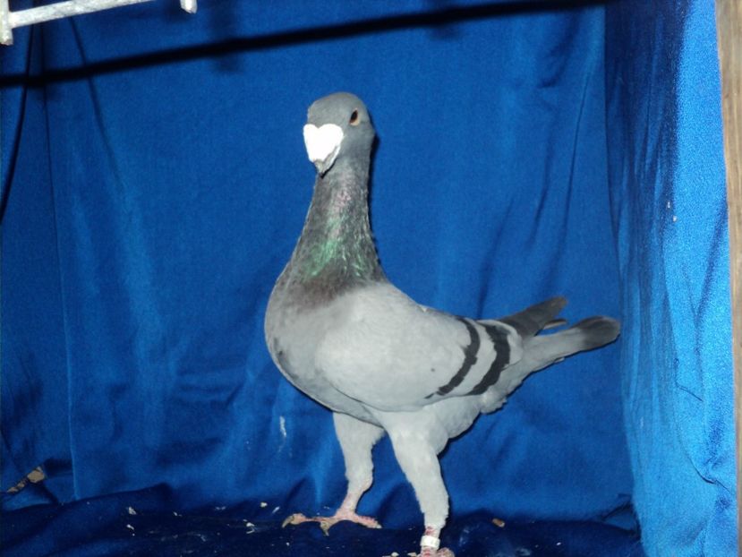 mascul 2015 (2) - MATCA MASCULI GERMANI 2018