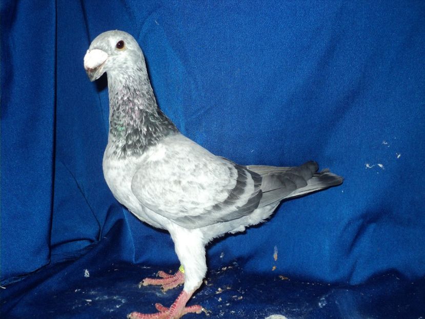  - MATCA MASCULI GERMANI 2018