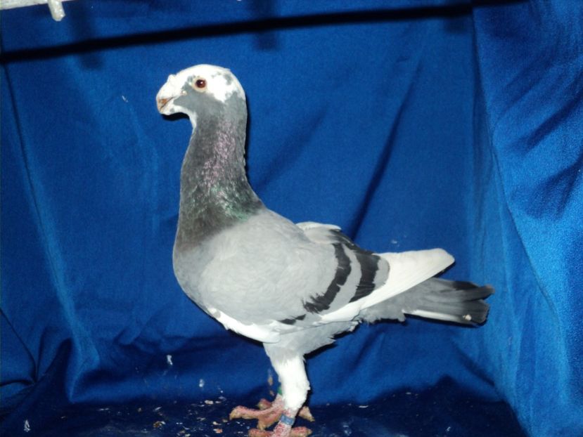  - MATCA MASCULI GERMANI 2018