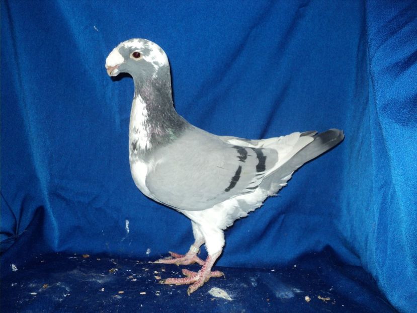  - MATCA MASCULI GERMANI 2018