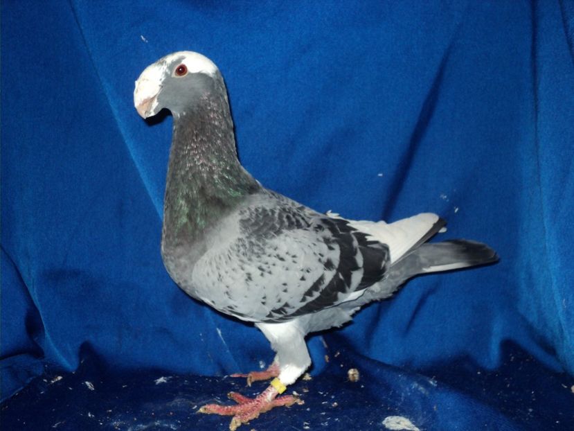 mascul 2015 - MATCA MASCULI GERMANI 2018