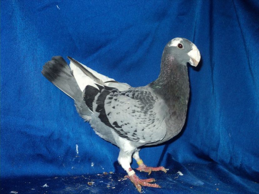  - MATCA MASCULI GERMANI 2018