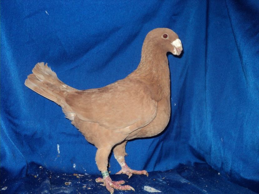 mascul 2012 - VOIAJORI GERMANI