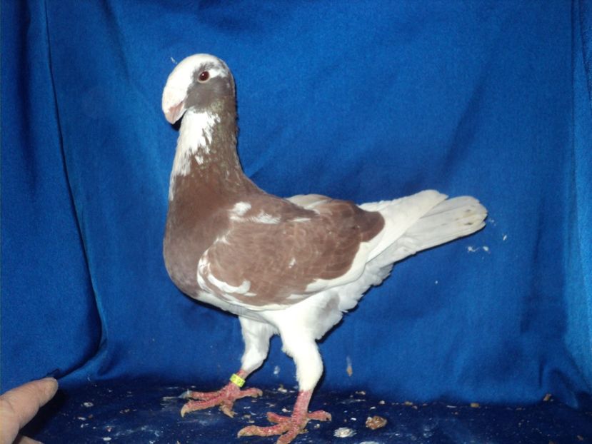 mascul 2017 - MATCA MASCULI GERMANI 2018