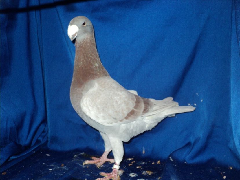 mascul 2015 - MATCA MASCULI GERMANI 2018