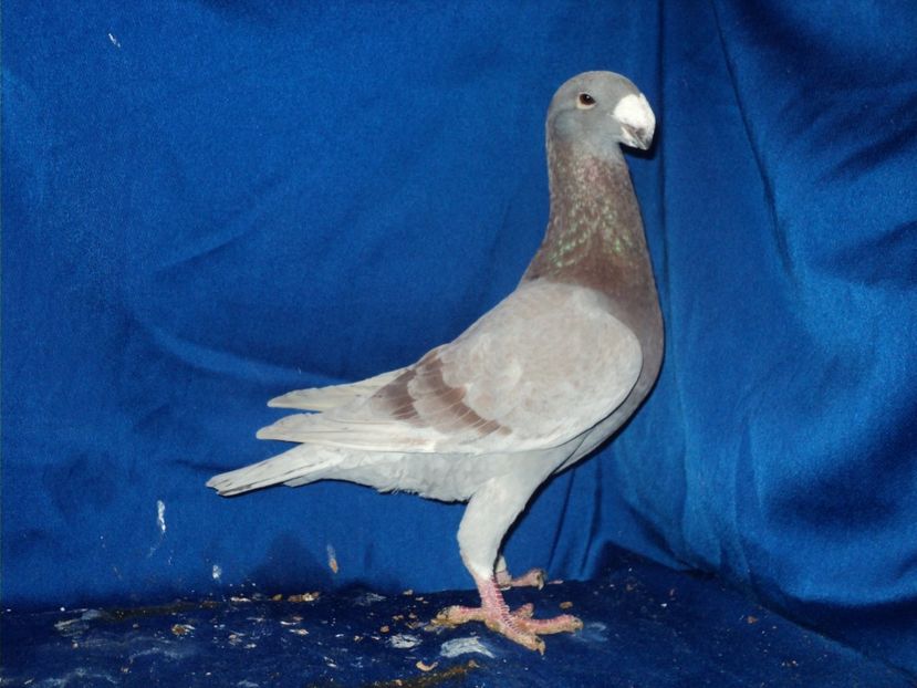  - MATCA MASCULI GERMANI 2018