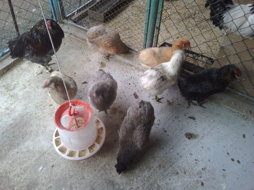  - Gaini Araucana