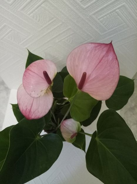 17 ian - ZZ Anthurium